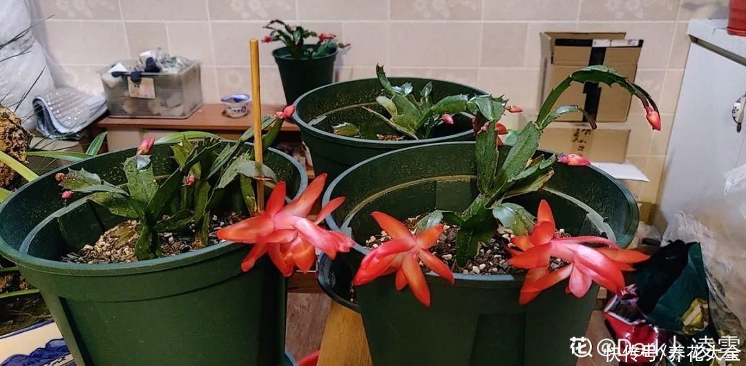 半个月|半个月没太阳,给花开浴霸补光,竟然开了300朵