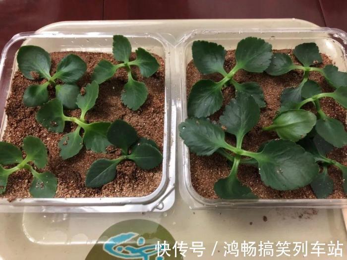 浇水|家里有此7种花,少浇水不能晒,天热要休眠早看早知道