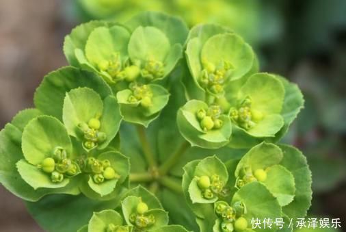 草药|路边碰见“猫眼草”,一定要拔回家,在医院却是珍贵名草药