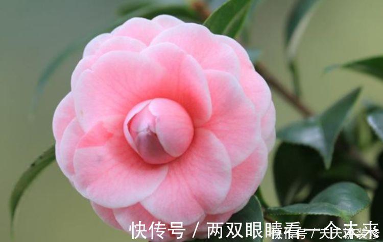 夏杜鹃|3种花生命力顽强,沾土就活,不用管也能花开200天