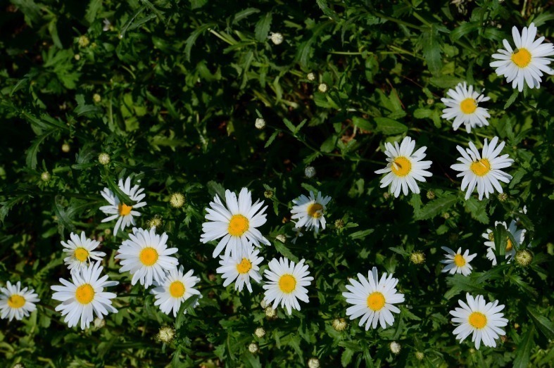 世界上品种最多的植物,没有之一,光路边就有20多种!