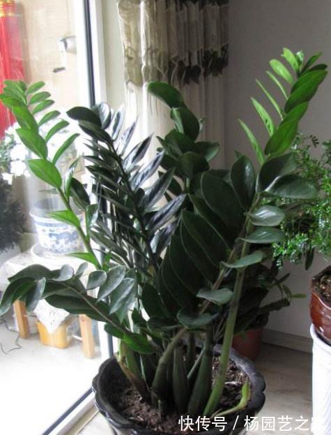 懒人|金钱树“很特殊”,土豆茎上挤满芽,懒人才能养好它