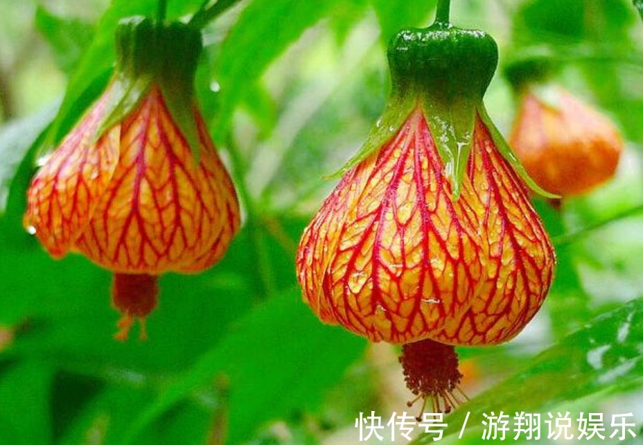 宫灯|世界上“最美”的垂吊花，看一眼就疯狂爱上他，你呢