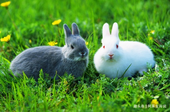 命中贵人|生肖猪2021年谁是你的超级贵人遇到要珍惜,助你事业谷底翻身