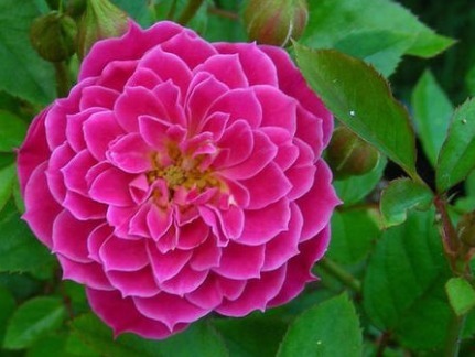 不是牡丹胜似牡丹，花开四季，芳香四溢，阳台养一盆，赏花一整年