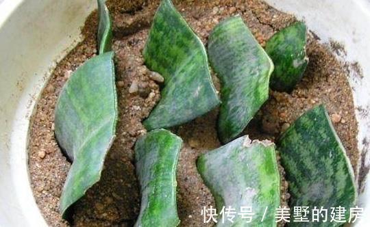 栀子花|越来越多人不买花了,特别是这“6种”,1个枝条养出200盆,靠谱