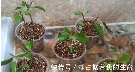 米兰花|3种“花”快入盆，一插就活，7天生白根，开花不断，家里飘满香