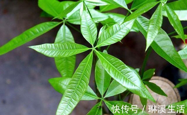 利用|养花旧土再利用,变成养花肥土,啥花都砰砰开花