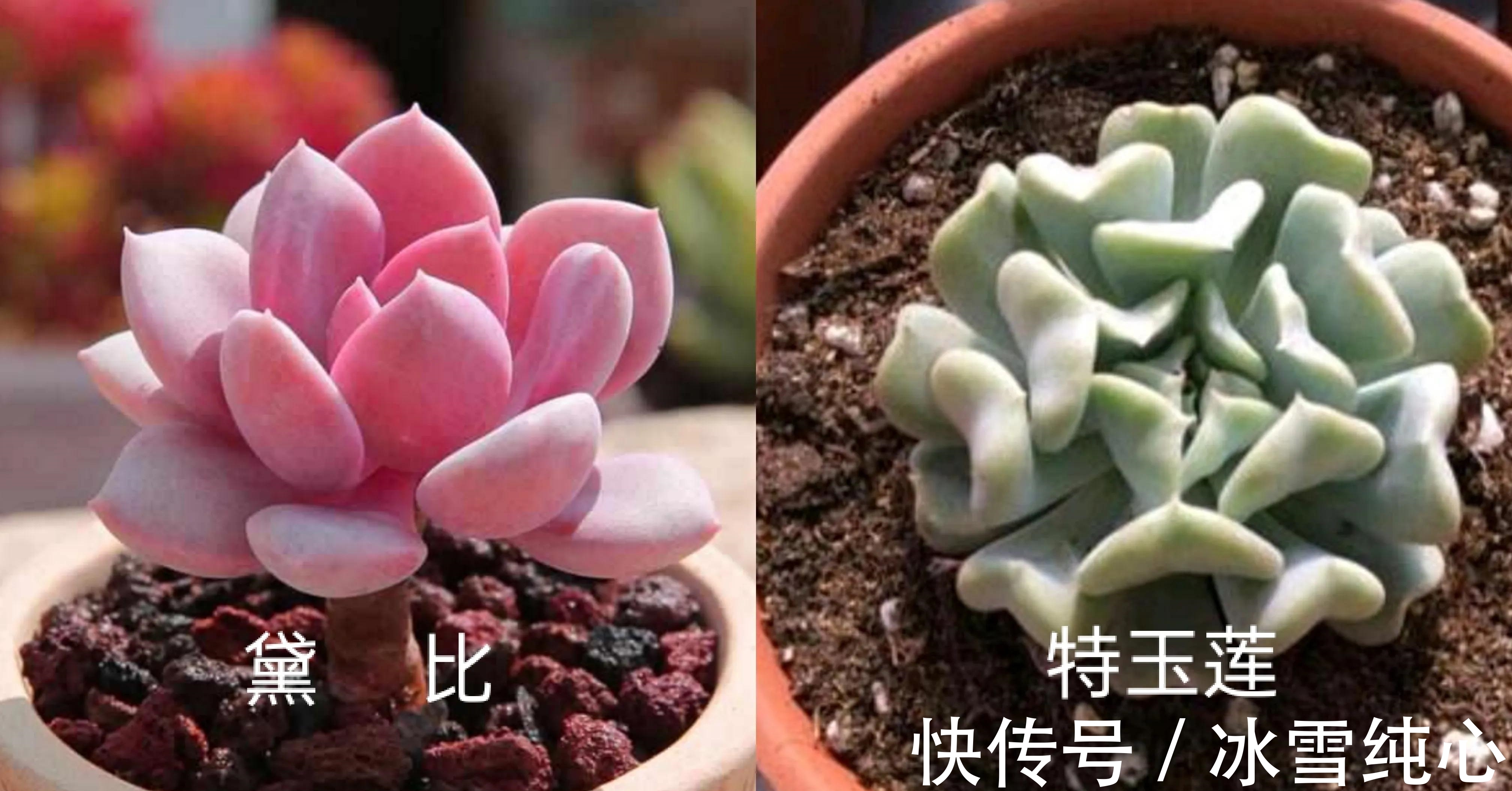 多肉丘比特,叶片粉紫色,自带小爱心,很难不让人一见倾心