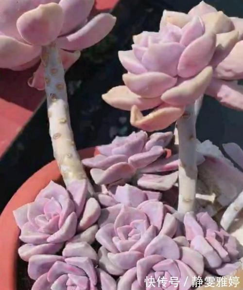 此款多肉植物，好养又贵气，易爆头长成小老桩，养花大神都爱养！