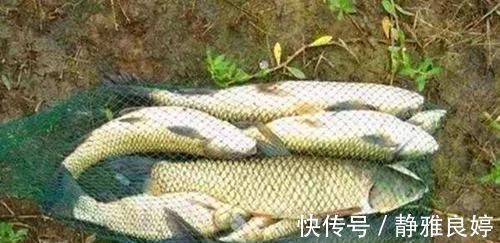 民间野钓草鱼的几种“野路子”，效果好的没话说，上钩全是大草鱼