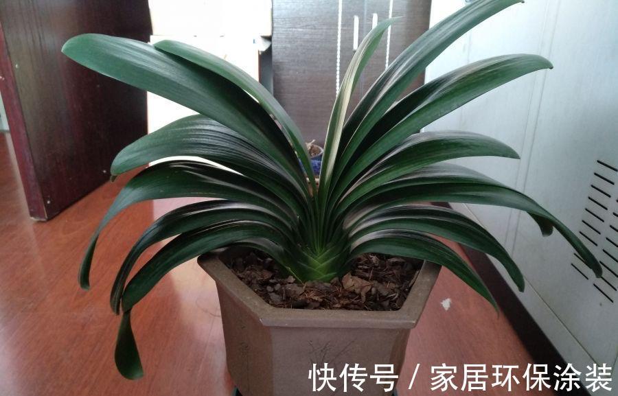 秋天|秋天别忘给君子兰换一次盆，根系壮实，叶子更多，花大色艳