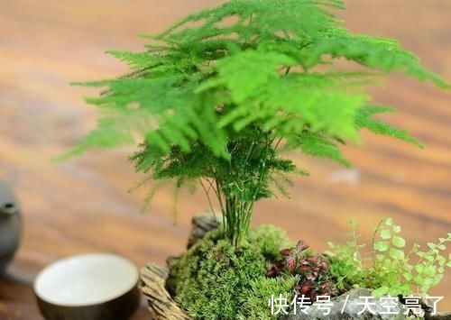 蚯蚓|1种不起眼的小东西,用来养文竹,四季不黄叶,蹭蹭冒新芽