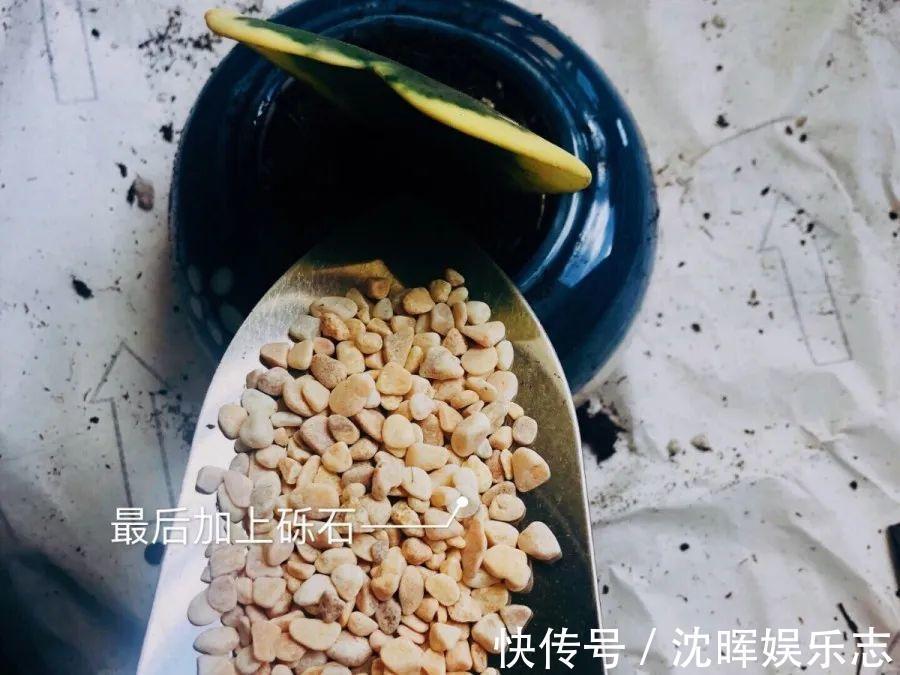 非洲堇|这花送人，只用送一片叶子，插土就活不心疼！