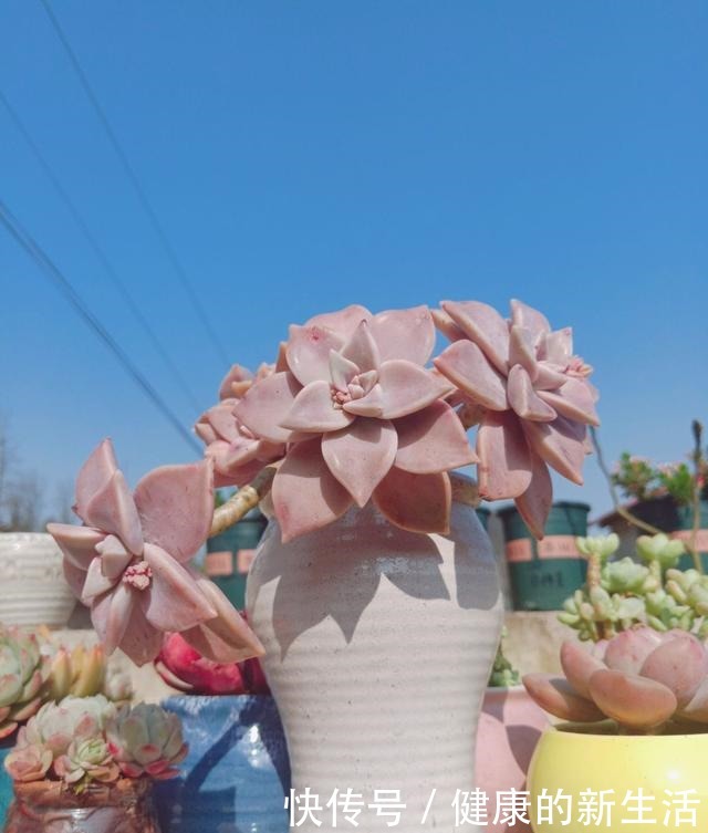 春天养多肉,半个月就变成“胖墩子”,叶子又肥又圆!