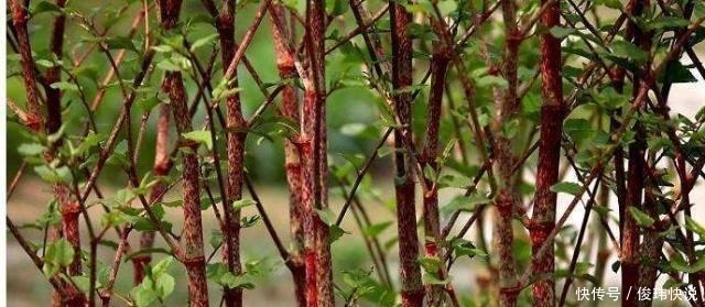 种野味|不识货的人当杂草除掉 如今将要没了