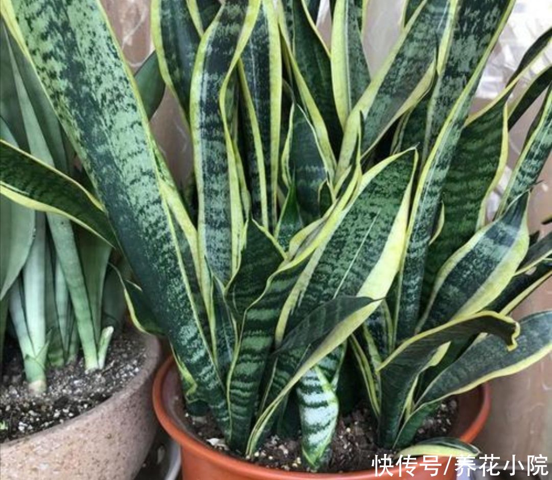 长势|养虎皮兰，常喂它2种肥，叶子茂盛，容易长新芽