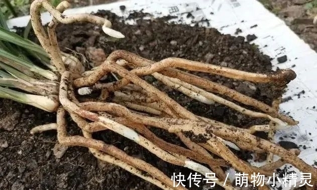 为什么说用细植料养兰花，更容易服盆成活？