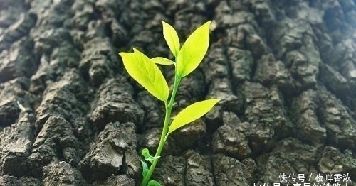 四喜|农村老人说“宅子现四喜,家中出能人”,具体是说哪“四喜”