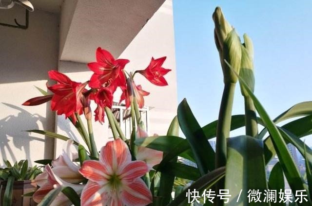 开花|朱顶红开花之后,一个“小动作”,又开一茬花,花大色艳特别美!