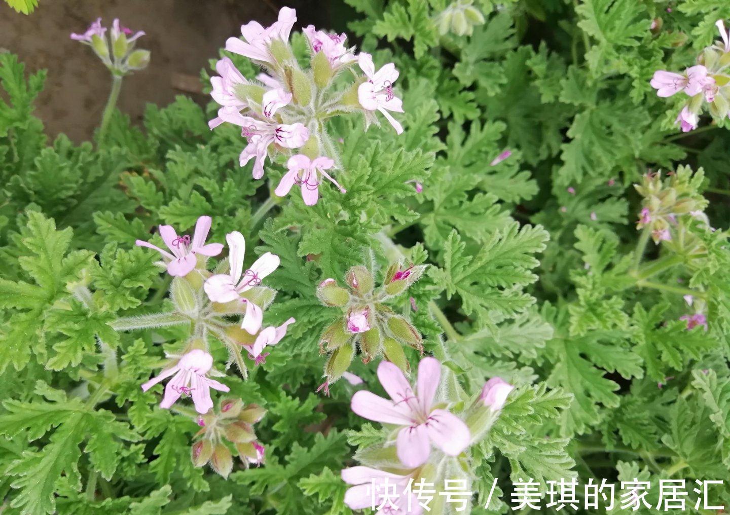 生命之旅|养花试试这几款，紫色的花朵，释放出美丽动人的香味