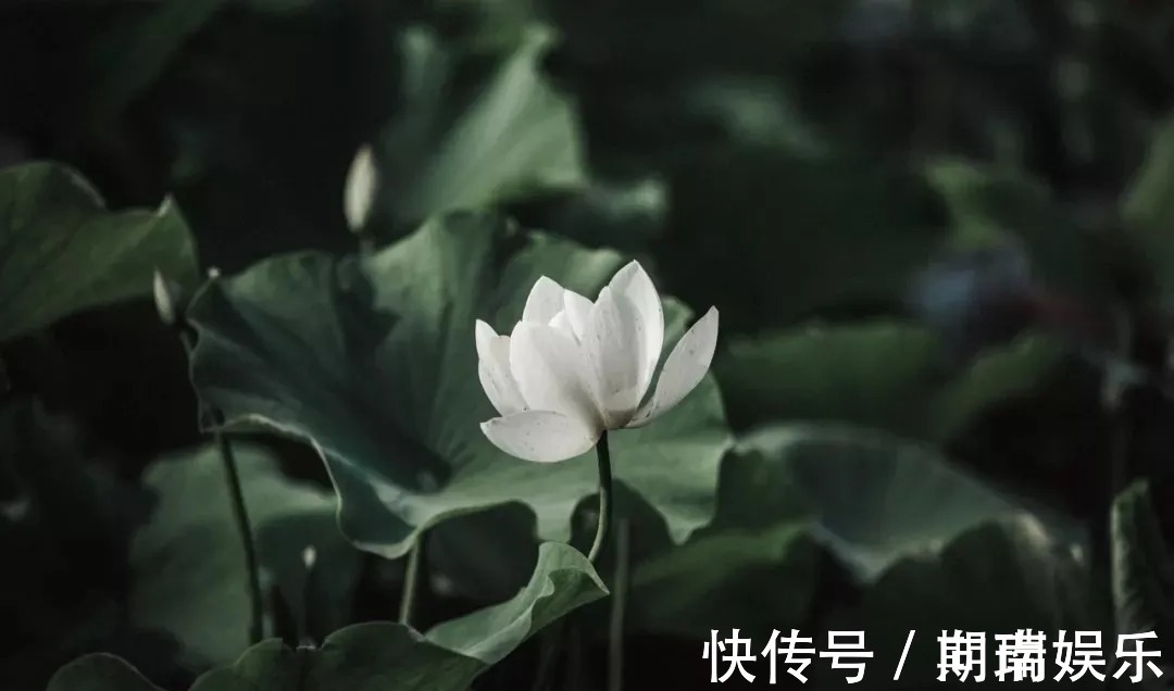 石钟山记@苏轼散文名句15则,学做人、学处世,你会受益无穷