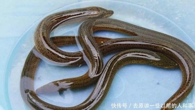 重金属|这3种鱼或是“甲醛”和“重金属”的携带者，建议尽早撤离餐桌