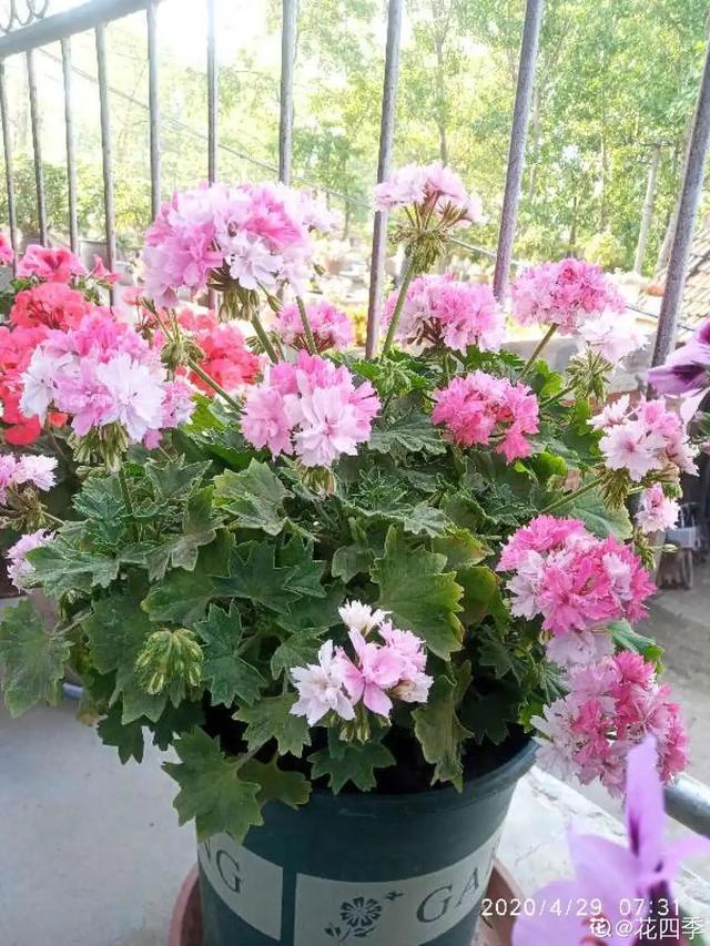 想要家里四季花开,这20种花,连续能开300天,完全不歇气