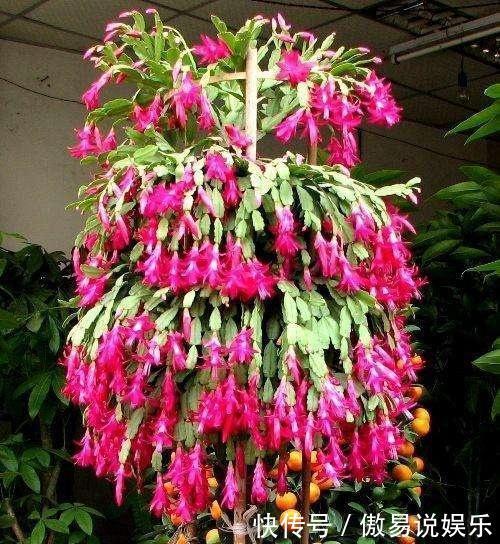 嫁接|嫁接蟹爪兰最好的“季节”,仙人掌割一刀,插上蟹爪兰,飞快开花