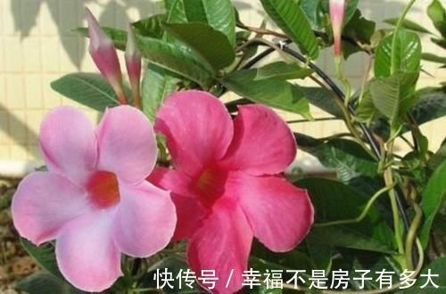 百合花|最“贱”的4种花,开花美还好活,365天开花不断,美丽而喜庆