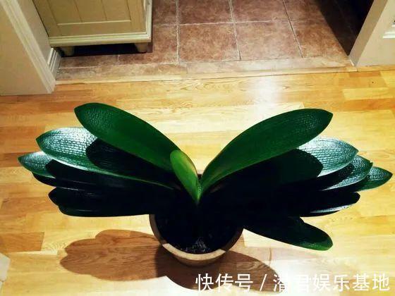 可以浇花的药,过期也要留着,保花不生虫、不生病!