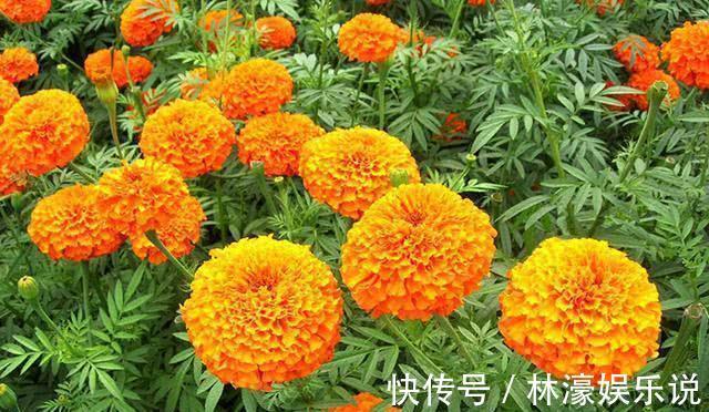 花蕊|喜欢菊花那就养盆“万寿菊”,金黄花蕊,青春阳光,美极了!