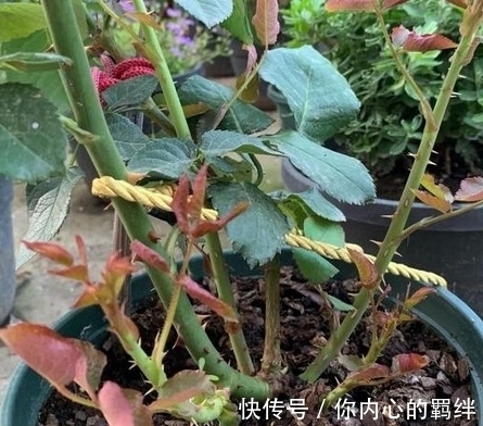 枝条|月季生长期,株型调整方法,南方花友必会的月季株型调整技巧