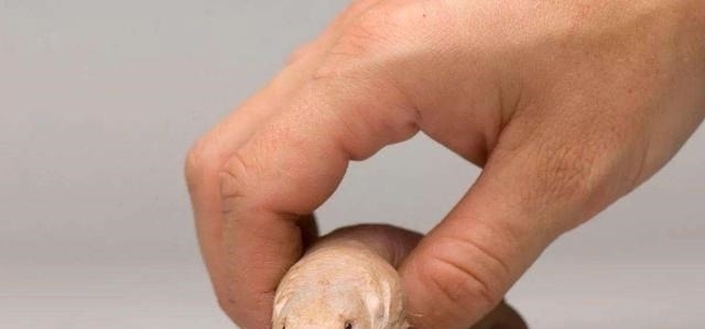 裸鼹鼠|“永生不老”的动物!拥有超强癌症免疫力,人类能否借鉴?