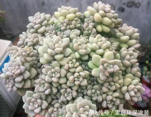 老花农都喜欢的容易爆头多肉,轻轻松松长满盆,适合新手!