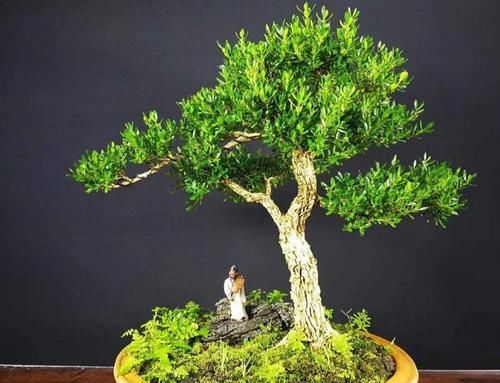  种类|小叶黄杨有哪些种类？适合室内养吗？怎样才能让它更美