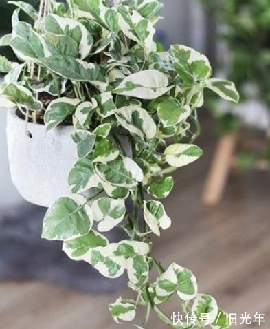 冬月大雪后,养什么花?以下3种花,寓意福临小院四季常安