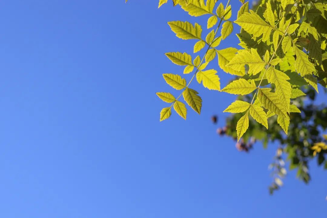 于威|秋日独宠粉黛乱子草“上线”，山工院已悄然“红装”～