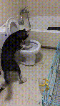 |搞笑GIF:为什么不让我吃一口热乎的,天冷了,我不想只喝汤啊