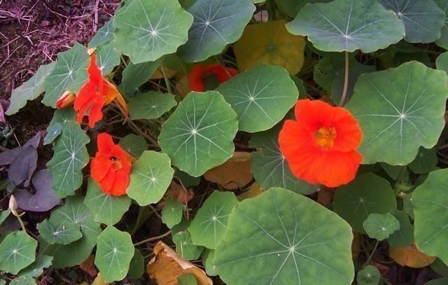 “2种花”往家里养,阳台摆2盆,一年有200多天在开花,太美了