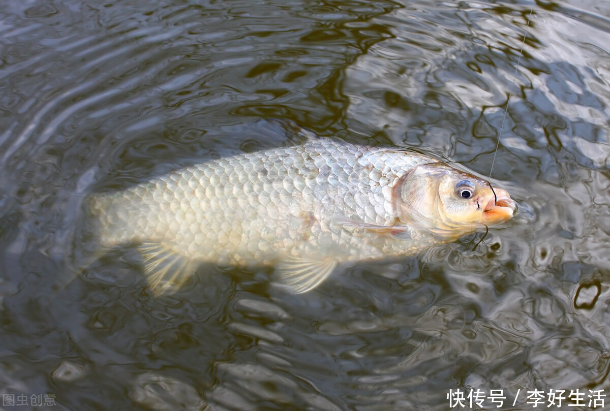  统统|煮熟发酵过的玉米打窝，大板鲫、鲤鱼、草鱼统统拿下