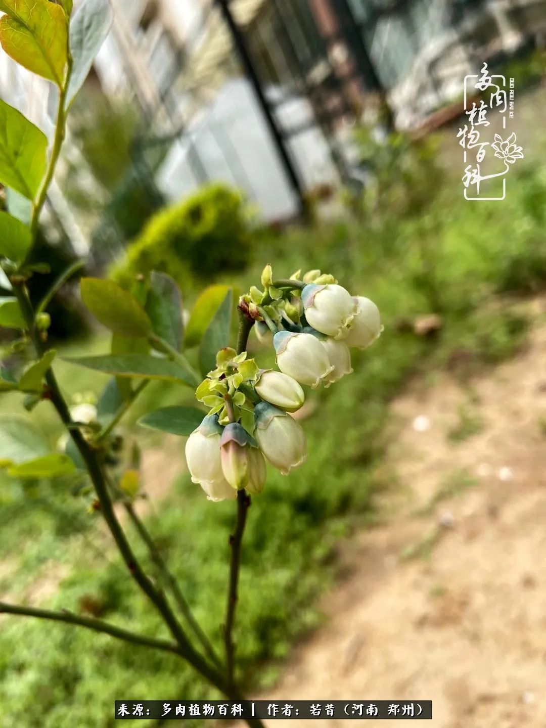 迷你小院儿，种满多肉、花草和蔬果，沉醉在自己的世外桃源！