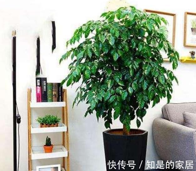 空气|秋冬养花,首选这4种懒人花,富贵大气又好看,养几盆空气更清新