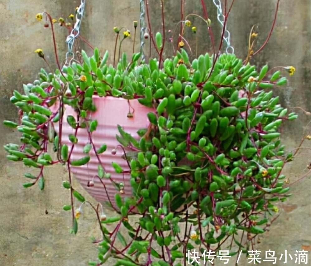 九种“皮实花”,多晒少管长得好,养成老桩更高档,绿萝没上榜