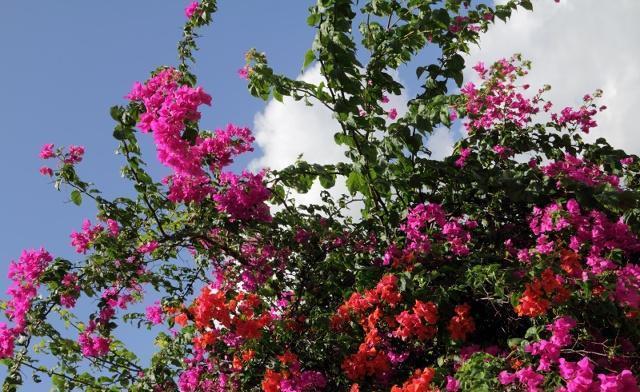 三角梅叶子“展不开”、开花少学会这几点，叶子直冒，花开满枝