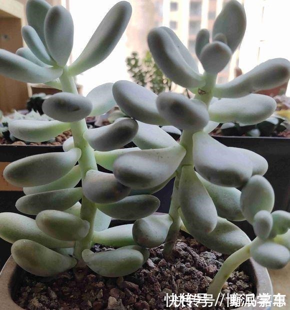 徒长|徒长的多肉要砍头吗做好这三步“一撸二晒三控水”迅速变老桩！