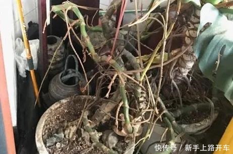 8种花换盆，换好了生一堆，换错立马死！8种花换盆，换好了生一堆，换错立马死！