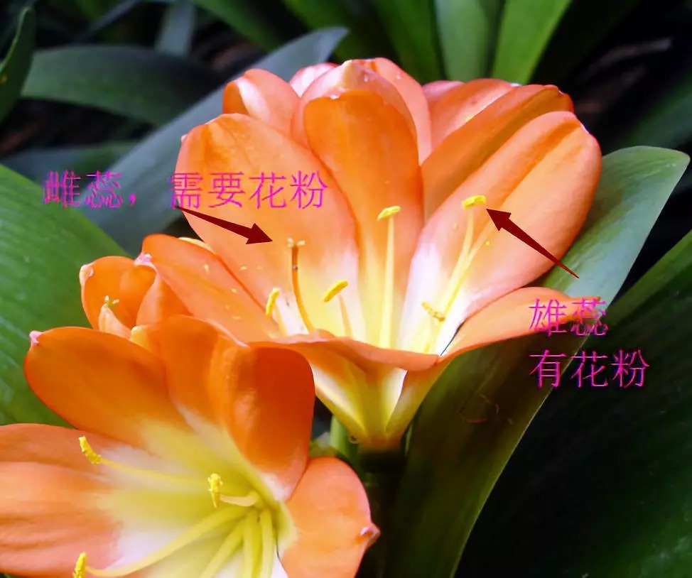 叶片|君子兰夹箭不开花,找根棉签擦一下,花箭立马钻出来!