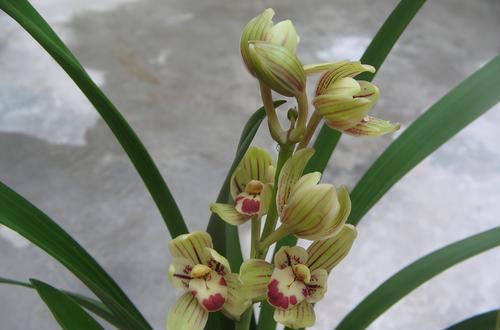  香味|以“香味”著称的兰花，花色金黄，芳香四溢，每年可以开花4次