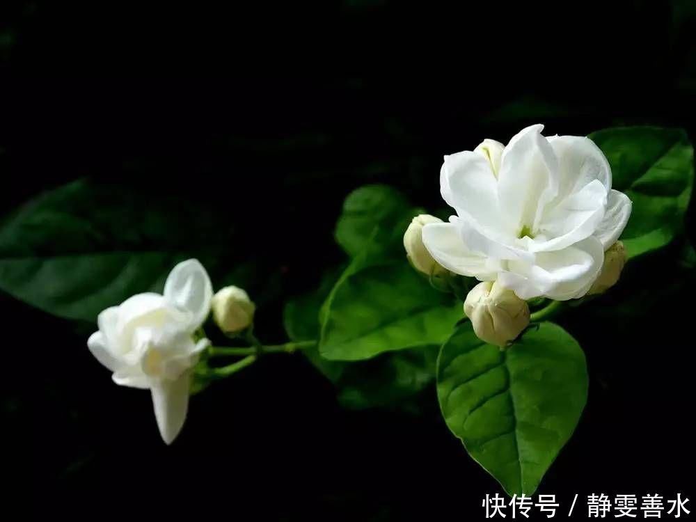 茉莉花|养茉莉花,记住这几点,让其枝繁叶茂,花开一茬接一茬
